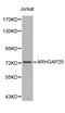 Rho GTPase Activating Protein 25 antibody, LS-C192485, Lifespan Biosciences, Western Blot image 