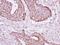 Acyl-CoA Thioesterase 9 antibody, NBP2-15872, Novus Biologicals, Immunohistochemistry frozen image 