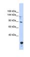 TUB Like Protein 4 antibody, orb324795, Biorbyt, Western Blot image 