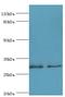 ATP Synthase Peripheral Stalk-Membrane Subunit B antibody, LS-C375276, Lifespan Biosciences, Western Blot image 