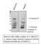 Caspase 9 antibody, STJ90011, St John