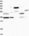 5-Methyltetrahydrofolate-Homocysteine Methyltransferase Reductase antibody, NBP1-86596, Novus Biologicals, Western Blot image 