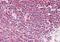 LIM Zinc Finger Domain Containing 2 antibody, NBP1-52185, Novus Biologicals, Immunohistochemistry paraffin image 