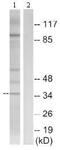 Taste 2 Receptor Member 39 antibody, ab130074, Abcam, Western Blot image 