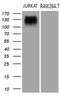 Semaphorin 4D antibody, M02512, Boster Biological Technology, Western Blot image 
