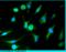 Melanoma Cell Adhesion Molecule antibody, 10115-R044-F, Sino Biological, Immunocytochemistry image 
