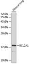 BCL2 Related Protein A1 antibody, 13-046, ProSci, Western Blot image 