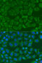MAK-related kinase antibody, 23-180, ProSci, Immunofluorescence image 