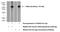 Sorting Nexin 8 antibody, 11494-1-AP, Proteintech Group, Western Blot image 