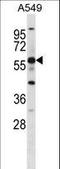 G Protein-Coupled Receptor 153 antibody, LS-C166628, Lifespan Biosciences, Western Blot image 