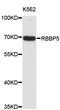 RB Binding Protein 5, Histone Lysine Methyltransferase Complex Subunit antibody, abx002993, Abbexa, Western Blot image 