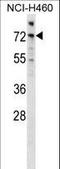 A-Raf Proto-Oncogene, Serine/Threonine Kinase antibody, LS-C164297, Lifespan Biosciences, Western Blot image 