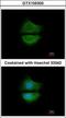 Growth Arrest Specific 6 antibody, GTX105300, GeneTex, Immunocytochemistry image 