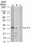 NUS1 Dehydrodolichyl Diphosphate Synthase Subunit antibody, PA1-41202, Invitrogen Antibodies, Western Blot image 