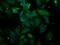 Pleckstrin Homology Domain Containing A3 antibody, NBP2-00768, Novus Biologicals, Immunocytochemistry image 