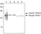 TNF Receptor Associated Factor 2 antibody, ADI-AAP-422-D, Enzo Life Sciences, Western Blot image 