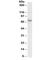 PTGES3L-AARSD1 Readthrough antibody, R34332-100UG, NSJ Bioreagents, Western Blot image 