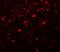 APE antibody, A03282-2, Boster Biological Technology, Immunofluorescence image 