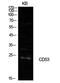 CD53 Molecule antibody, PA5-51130, Invitrogen Antibodies, Western Blot image 