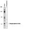 Ephrin B1 antibody, PPS048, R&D Systems, Western Blot image 