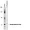 Ephrin B1 antibody, PPS048, R&D Systems, Western Blot image 