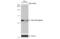 Beta-2-Microglobulin antibody, NBP2-15566, Novus Biologicals, Western Blot image 