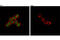 Myeloid Cell Nuclear Differentiation Antigen antibody, 9283S, Cell Signaling Technology, Immunofluorescence image 