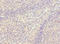 Sorting Nexin 18 antibody, LS-C676530, Lifespan Biosciences, Immunohistochemistry paraffin image 