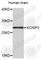 Potassium Voltage-Gated Channel Interacting Protein 3 antibody, A4683, ABclonal Technology, Western Blot image 