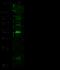 Interleukin 33 antibody, 10368-RP02, Sino Biological, Western Blot image 
