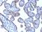 Perilipin 2 antibody, orb387994, Biorbyt, Immunohistochemistry paraffin image 