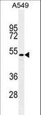 Transforming Growth Factor Beta 2 antibody, LS-C161827, Lifespan Biosciences, Western Blot image 