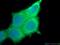Siah E3 Ubiquitin Protein Ligase 2 antibody, 12651-1-AP, Proteintech Group, Immunofluorescence image 