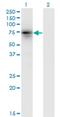 Kelch Like Family Member 4 antibody, H00056062-M05, Novus Biologicals, Western Blot image 