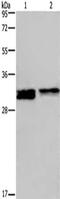 FOSL1 antibody, CSB-PA569524, Cusabio, Western Blot image 