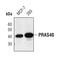 AKT1 Substrate 1 antibody, PA5-17184, Invitrogen Antibodies, Western Blot image 
