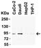 B-Raf Proto-Oncogene, Serine/Threonine Kinase antibody, GTX85102, GeneTex, Western Blot image 