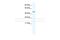 DEAD-Box Helicase 49 antibody, NBP1-69713, Novus Biologicals, Western Blot image 