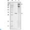 Inhibitor Of Nuclear Factor Kappa B Kinase Subunit Epsilon antibody, LS-C814047, Lifespan Biosciences, Western Blot image 