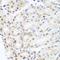 N-Myristoyltransferase 2 antibody, orb247761, Biorbyt, Immunohistochemistry paraffin image 