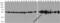Tubulin Alpha 1a antibody, PM-7627, ProSci, Western Blot image 