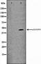 p38 mapk antibody, orb99457, Biorbyt, Western Blot image 