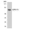 G Protein-Coupled Receptor 153 antibody, LS-C292014, Lifespan Biosciences, Western Blot image 