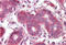 Septin 2 antibody, MBS242669, MyBioSource, Immunohistochemistry frozen image 