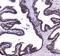 WW Domain Containing Oxidoreductase antibody, A01223-1, Boster Biological Technology, Immunohistochemistry frozen image 