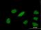 YEATS Domain Containing 4 antibody, H00008089-B01P, Novus Biologicals, Immunocytochemistry image 