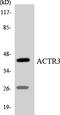 Actin Related Protein 3 antibody, LS-C200084, Lifespan Biosciences, Western Blot image 