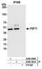 Squalene synthase antibody, A305-361A, Bethyl Labs, Immunoprecipitation image 