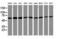 Tripartite Motif Containing 38 antibody, CF505979, Origene, Western Blot image 