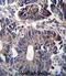 Zinc Finger FYVE-Type Containing 19 antibody, abx027157, Abbexa, Immunohistochemistry frozen image 